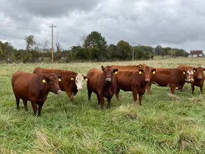 cattle listing photo