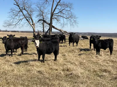 cattle listing photo