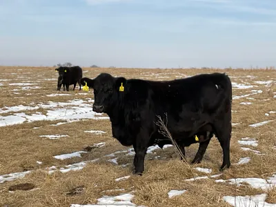 cattle listing photo