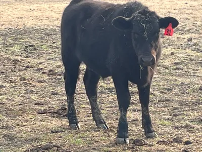 cattle listing photo