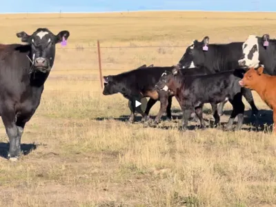 cattle listing photo