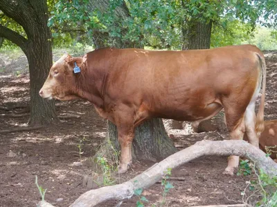 cattle listing photo
