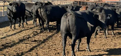 cattle listing photo