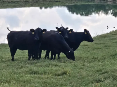 cattle listing photo