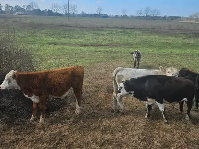 cattle listing photo