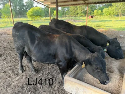 cattle listing photo