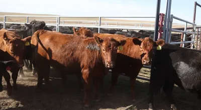 cattle listing photo