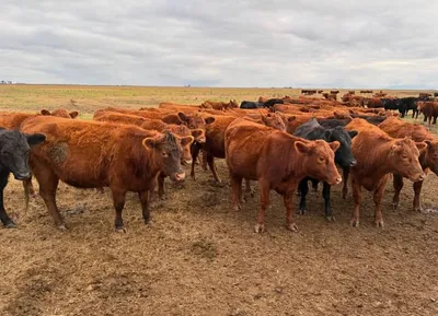 cattle listing photo