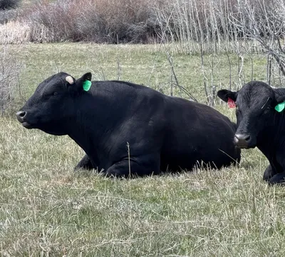 cattle listing photo
