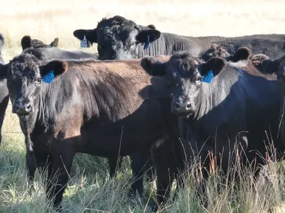 cattle listing photo