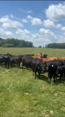 cattle listing photo