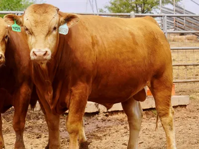 cattle listing photo