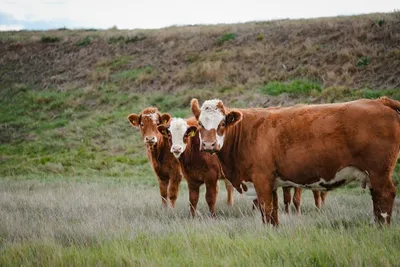 cattle listing photo