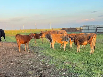 cattle listing photo
