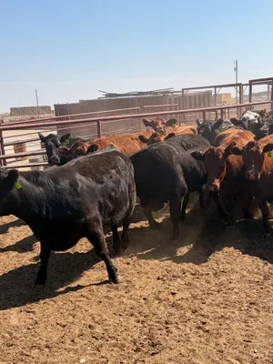 cattle listing photo