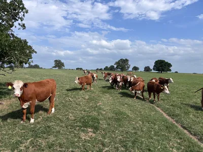 cattle listing photo