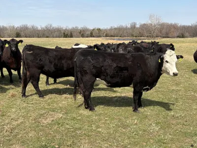 cattle listing photo
