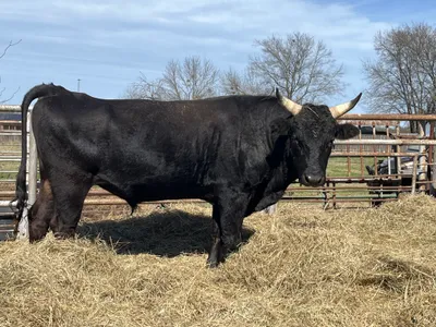 cattle listing photo