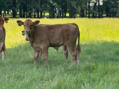 cattle listing photo