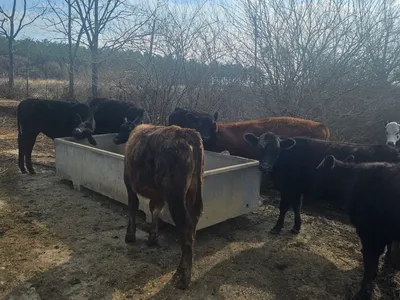 cattle listing photo