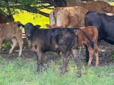 cattle listing photo