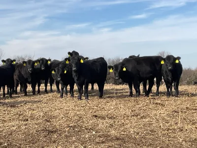 cattle listing photo