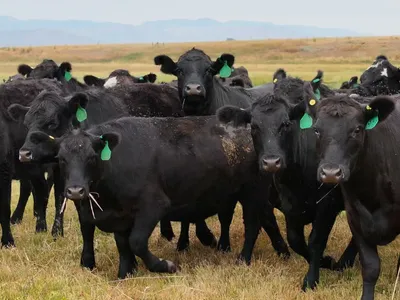 cattle listing photo