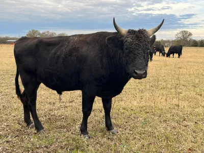 cattle listing photo