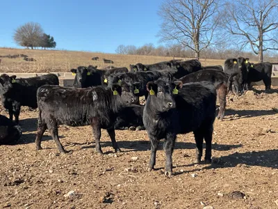 cattle listing photo