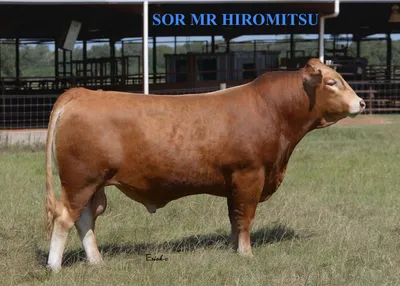 cattle listing photo