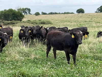 cattle listing photo