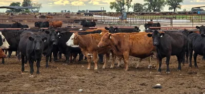 cattle listing photo