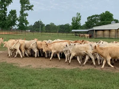 cattle listing photo
