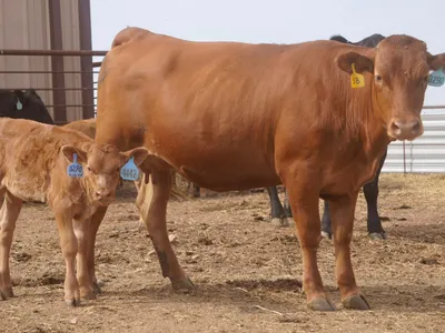 cattle listing photo