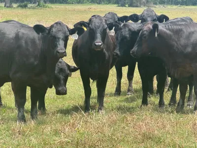 cattle listing photo