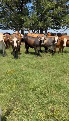 cattle listing photo