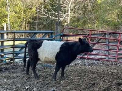 cattle listing photo