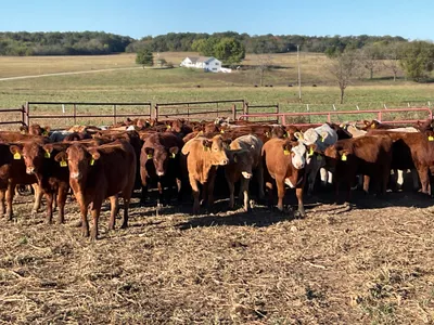 cattle listing photo