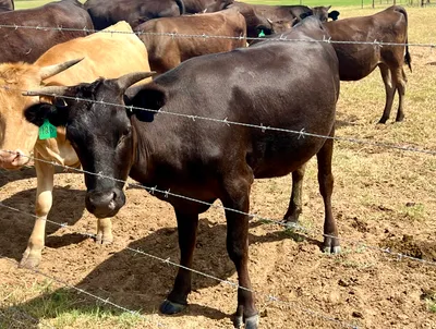 cattle listing photo