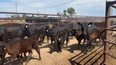 cattle listing photo