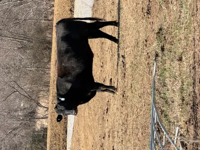 cattle listing photo