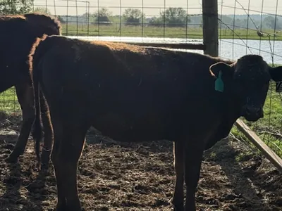 cattle listing photo