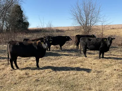 cattle listing photo