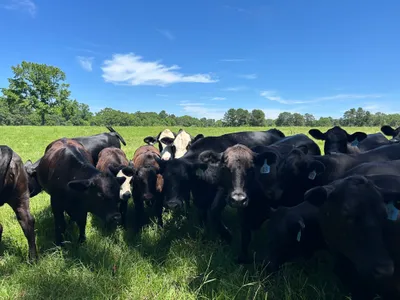 cattle listing photo