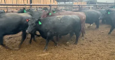 cattle listing photo
