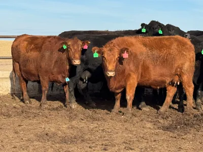 cattle listing photo