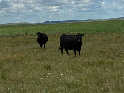 cattle listing photo