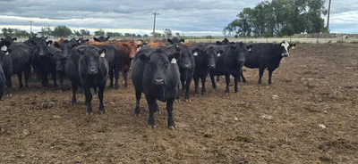 cattle listing photo