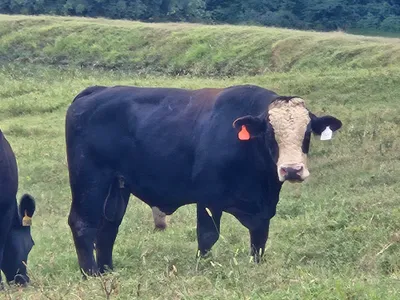 cattle listing photo