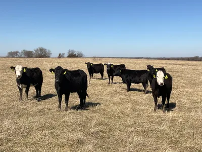 cattle listing photo